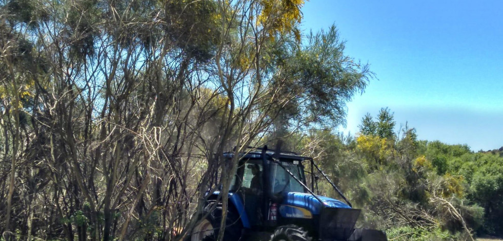 A Laracha licita trabajos de desbroce por valor de 140.000 euros