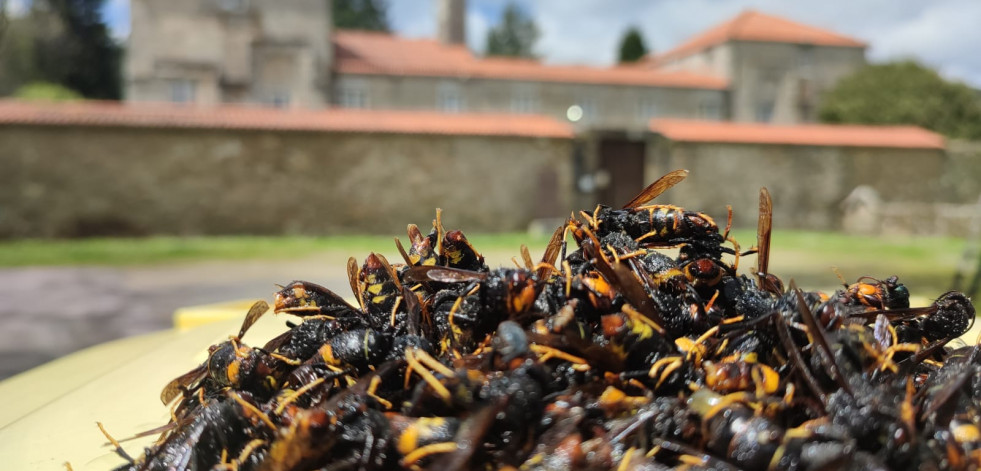 Capturadas en solo dos meses más de 2.800 reinas de avispa velutina en Zas