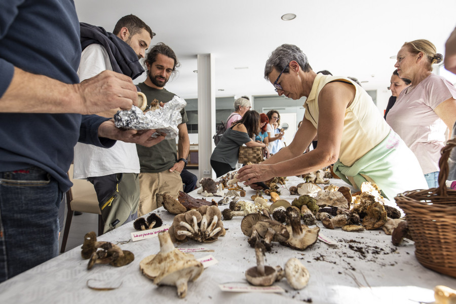 La pasión por las setas continúa este mes en Cee, Fisterra y Coristanco