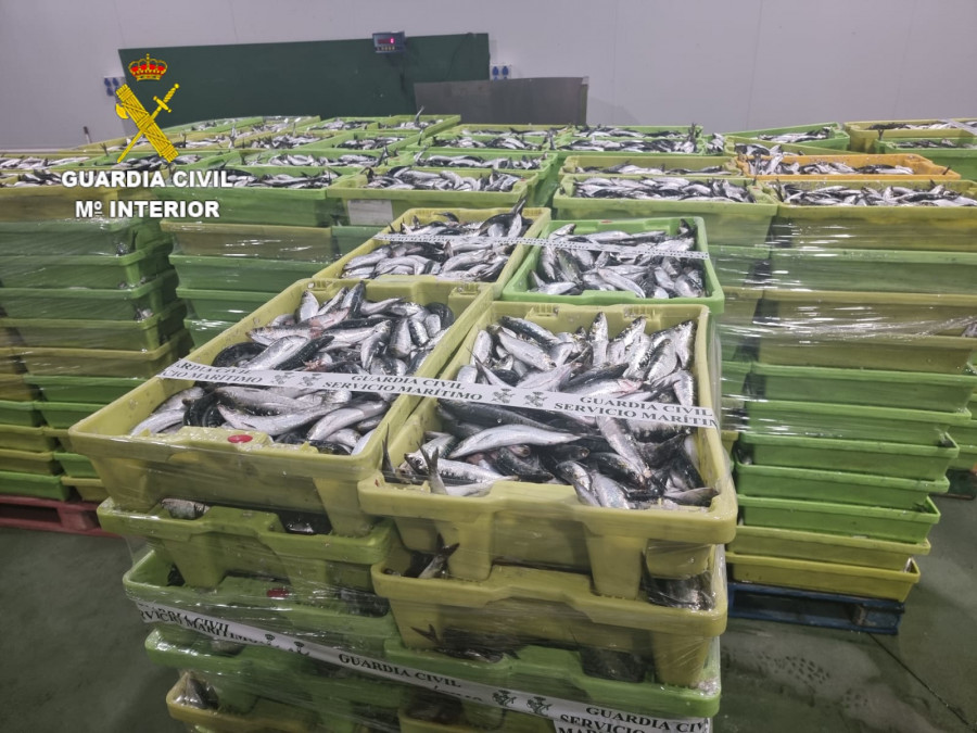 Incautadas más de cinco toneladas de sardinas en Camariñas