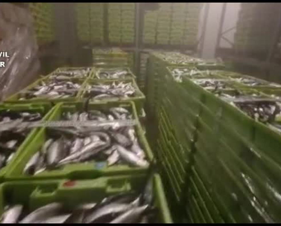 Incautación sardinas