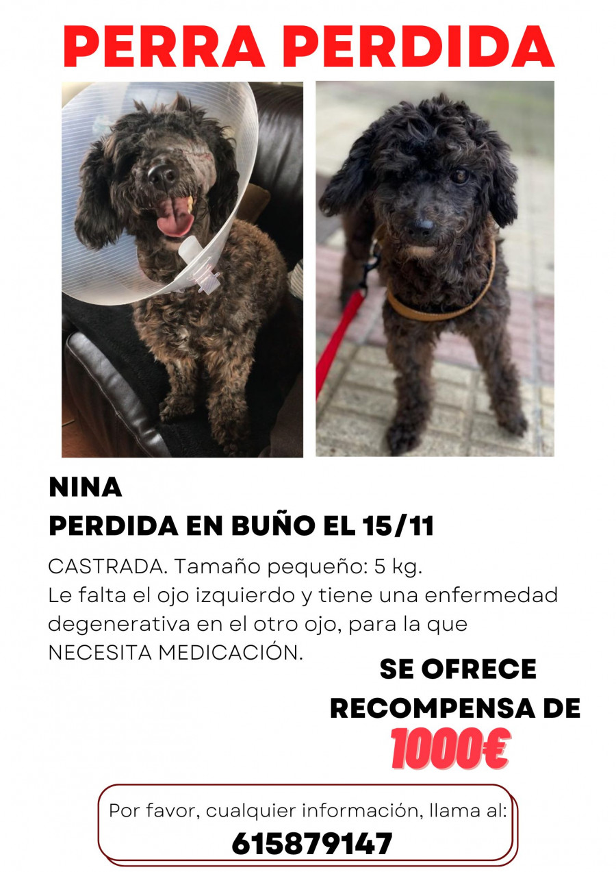 Ofrecen mil euros de recompensa por la perrita perdida en Buño