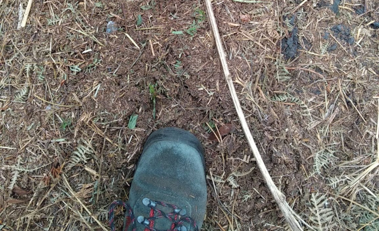 Podemos Laxe denuncia un posible delito ecológico en el monte da Insua