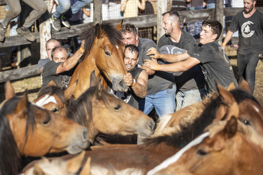 Cuerpo a cuerpo entre hombre y animal en la Rapa de Vimianzo