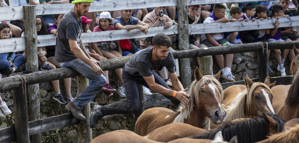 La Rapa das Bestas de Vimianzo, en imágenes