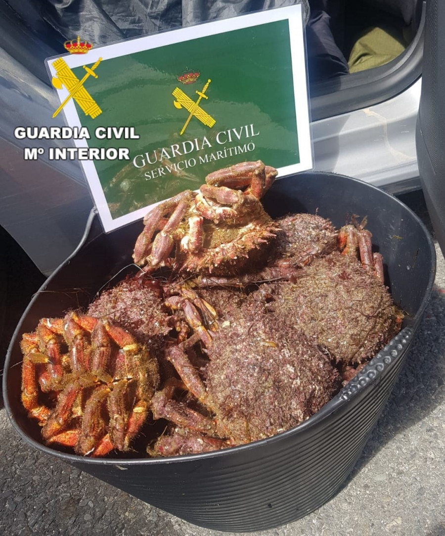 La Guardia Civil se incauta de 16,3 kilos de centolla en el puerto de Laxe