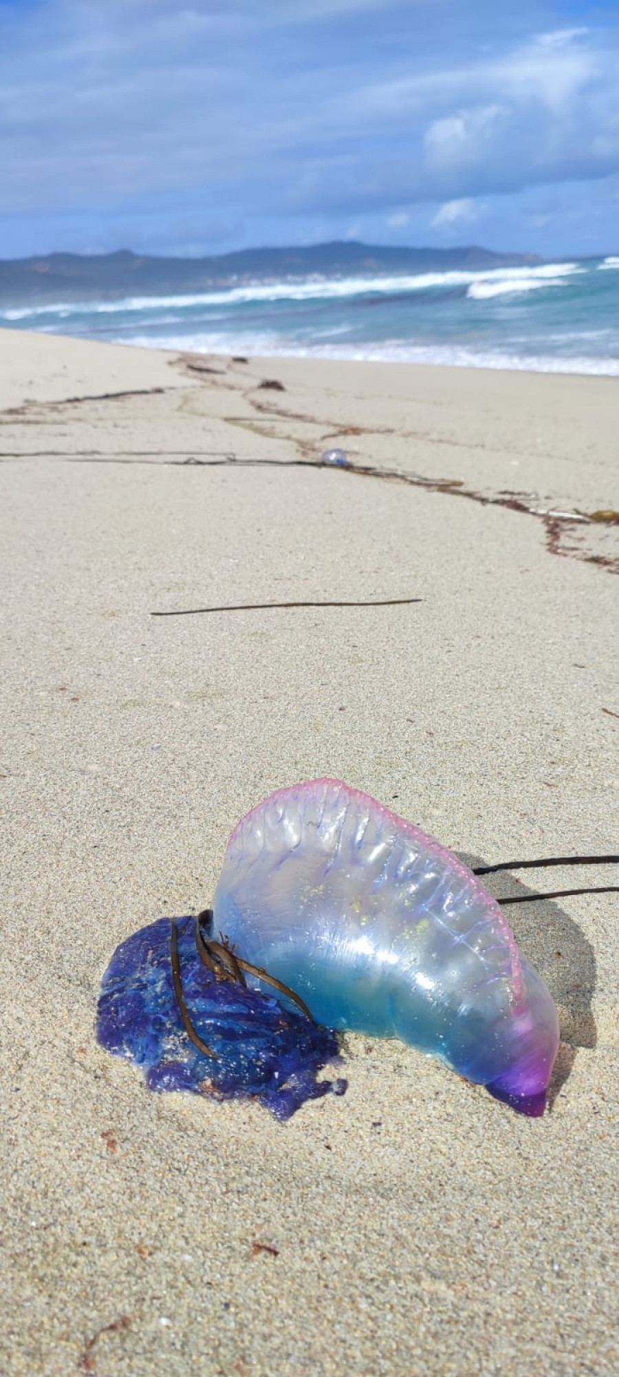 Continúan apareciendo carabelas portuguesas en las playas, esta vez en Traba de Laxe