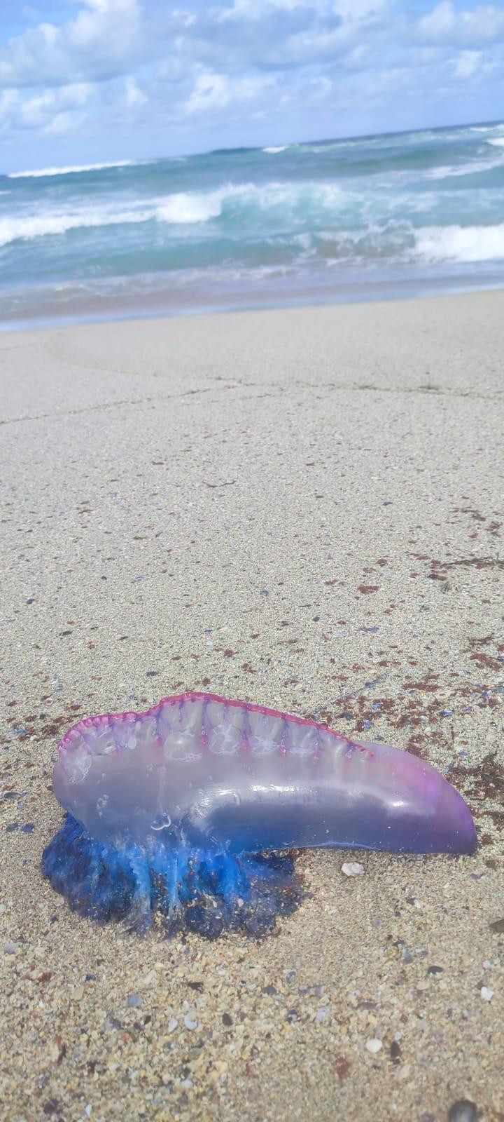 Invasión De Carabelas Portuguesas Y Medusas En Las Playas De La Costa ...