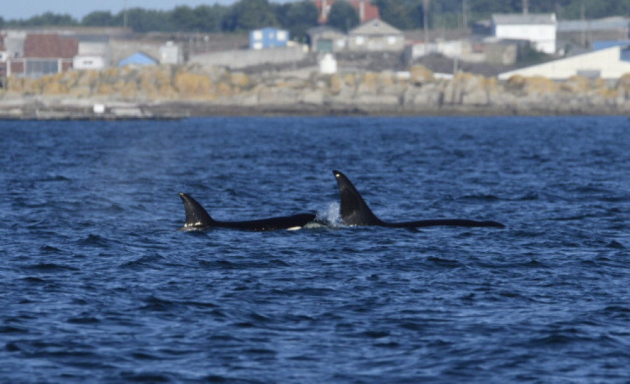 Remolcado en Muros un velero que sufrió daños por orcas