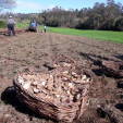 Cultivando patatas hasta noviembre