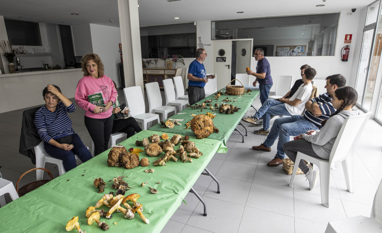 Xornadas Micolóxicas en Carballo