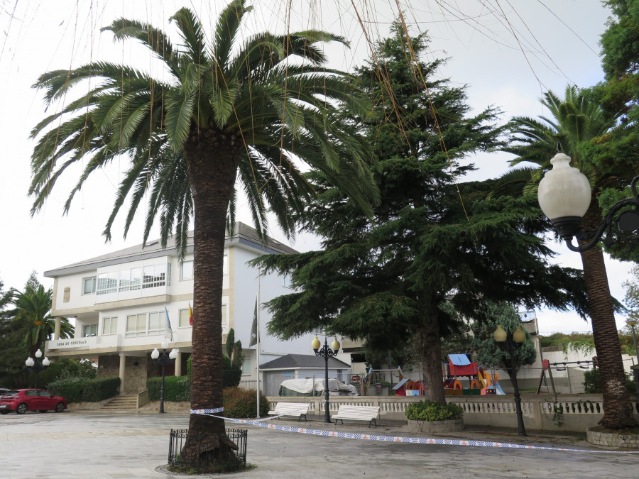 La Praza do Concello larachés perderá dos de sus palmeras afectadas por el picudo rojo