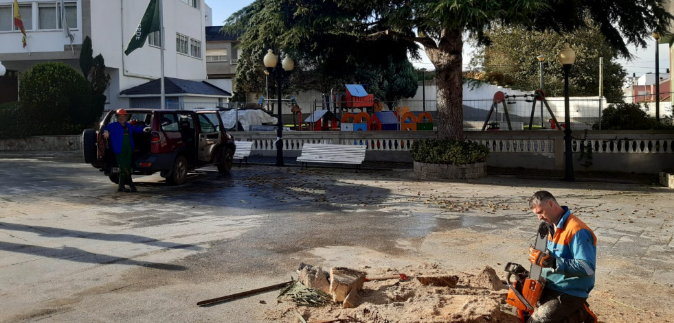 Eliminadas las dos palmeras afectadas por el picudo rojo en la plaza municipal de A Laracha