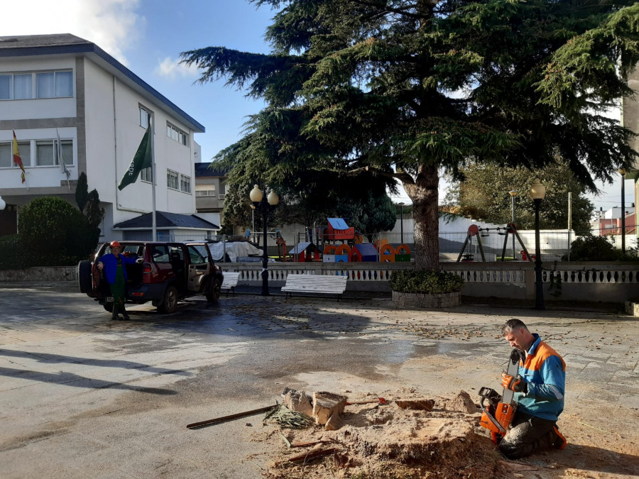 Eliminadas las dos palmeras afectadas por el picudo rojo en la plaza municipal de A Laracha