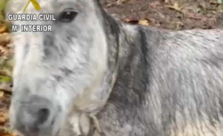 Investigan a un vecino de Dumbría por maltratar a un burro