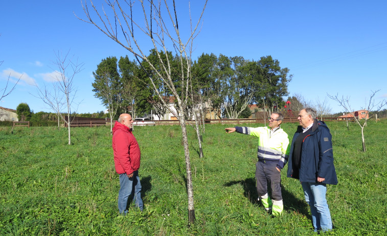 El Concello larachés organiza dos obradoiros de poda e injerto de árboles frutales