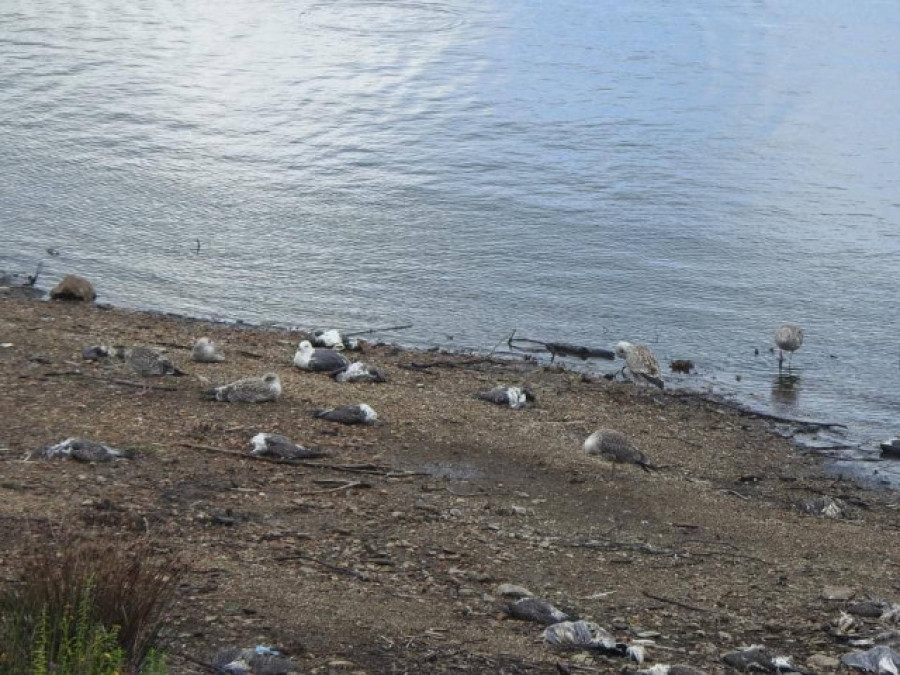 Rescatan el cadáver de un pescador en un río de Ordes