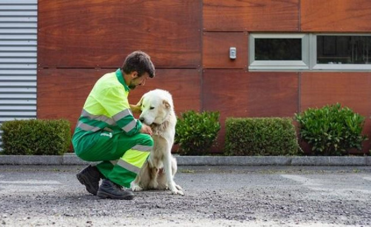 Personal del Concello carballés  se formará sobre bienestar animal