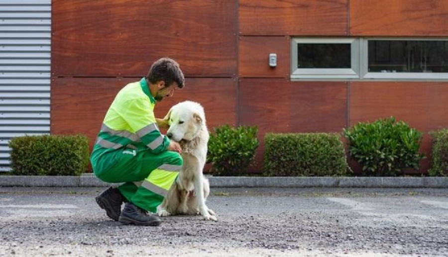 Personal del Concello carballés  se formará sobre bienestar animal