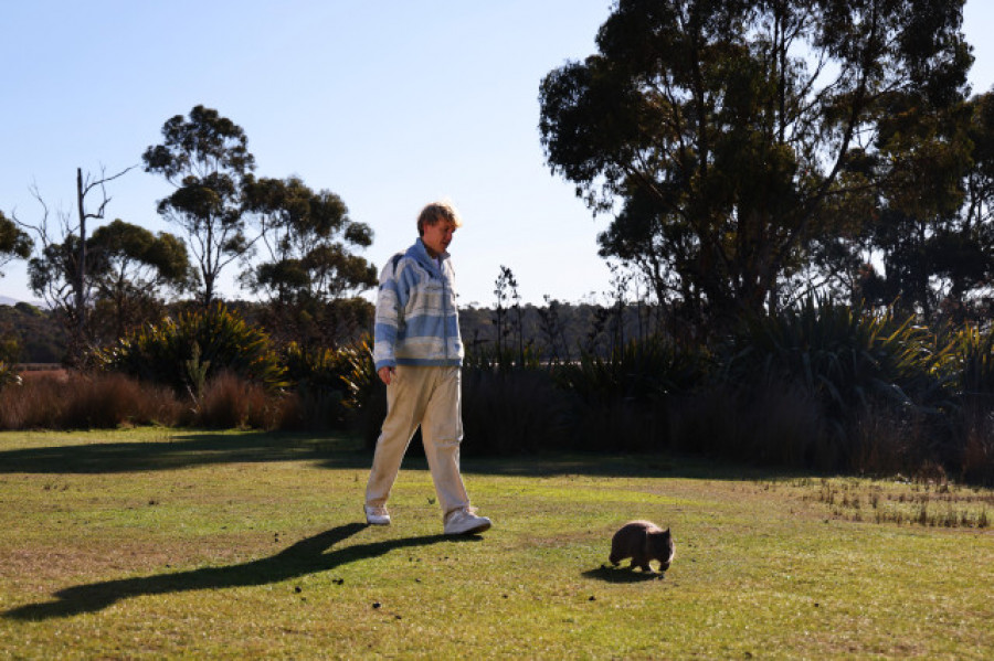 Paseante de wombats o guía paranormal, los empleos raros que ofrece Tasmania