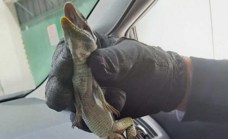 Capturado en Lugo un lagarto ocelado de 40 centímetros