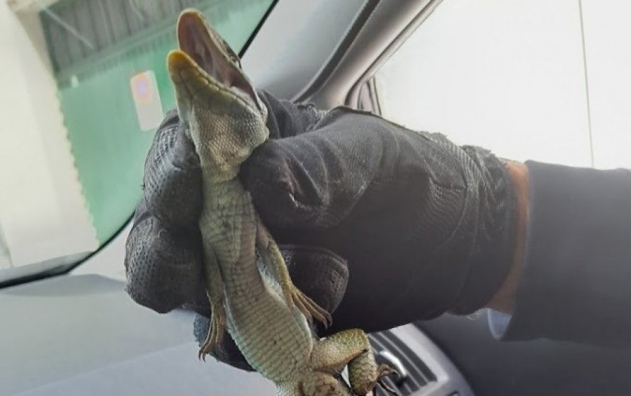 Capturado en Lugo un lagarto ocelado de 40 centímetros