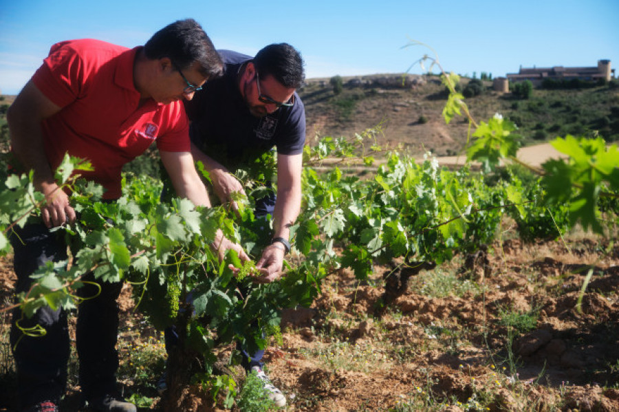 Bodegas La Celestina, vinos que expresan la armonía y el equilibro de la Ribera del Duero