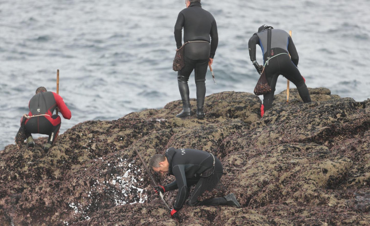 Los percebes de la Costa da Morte alcanzan máximos de 115 euros el kilo en la lonja coruñesa