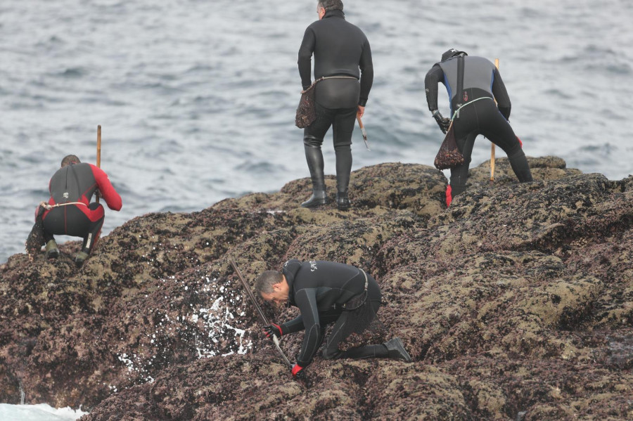 Los percebes de la Costa da Morte alcanzan máximos de 115 euros el kilo en la lonja coruñesa