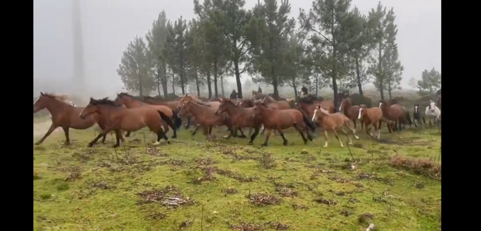 Casi un centenar de caballos baja del monte para la Rapa en Vimianzo