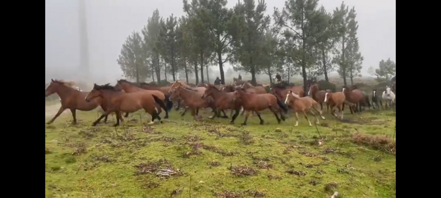 Casi un centenar de caballos baja del monte para la Rapa en Vimianzo