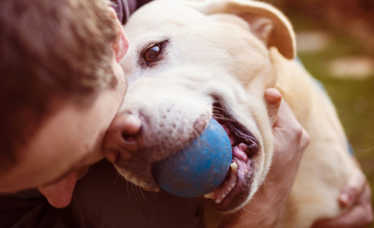 Los perros se vuelven más negativos al oler el estrés humano