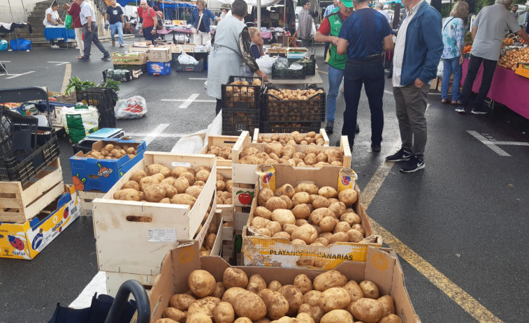 La amplia oferta de patata nueva modera los precios en Paiosaco