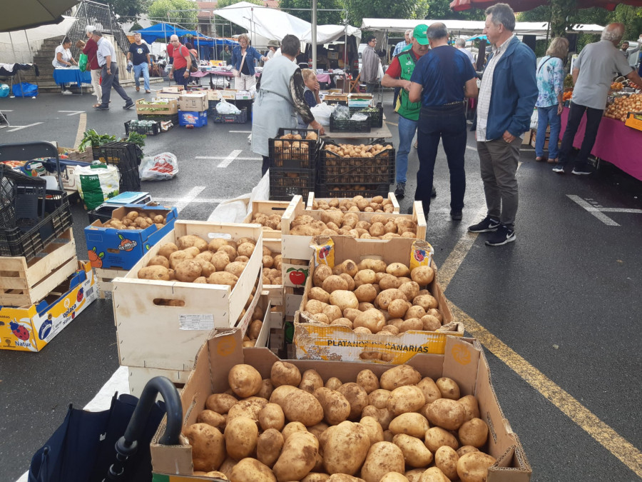 La amplia oferta de patata nueva modera los precios en Paiosaco