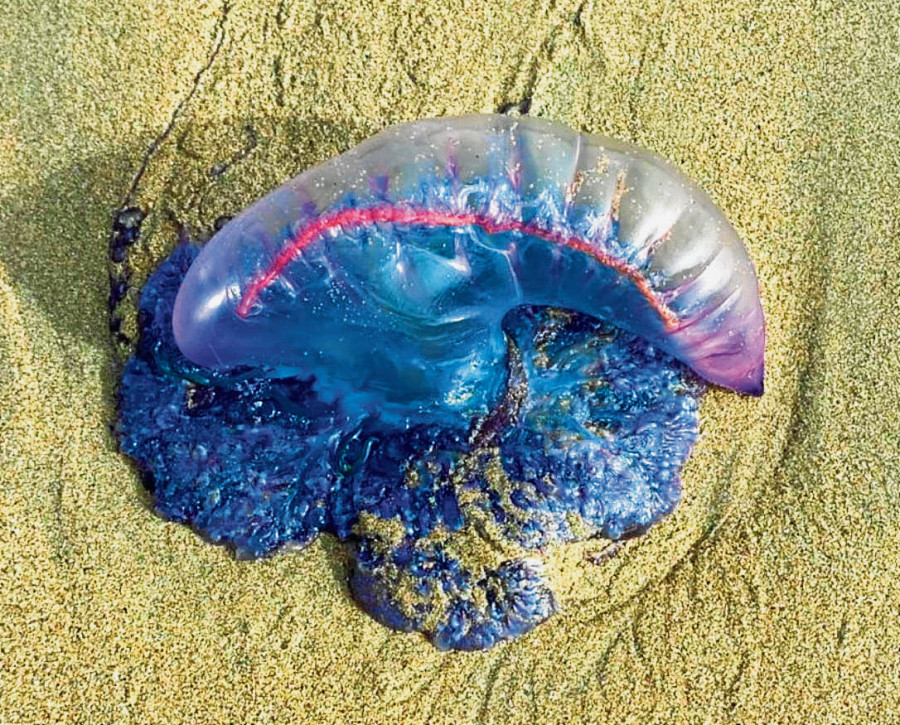 La incidencia de las carabelas portuguesas va a más en las playas de la Costa da Morte