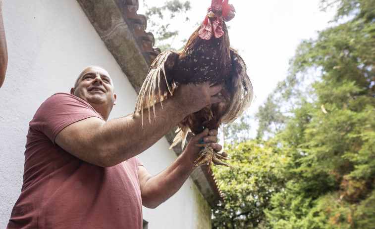 Gallos de hasta 120 euros en San Roque do Monte