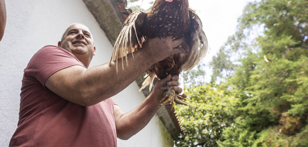 Gallos de hasta 120 euros en San Roque do Monte