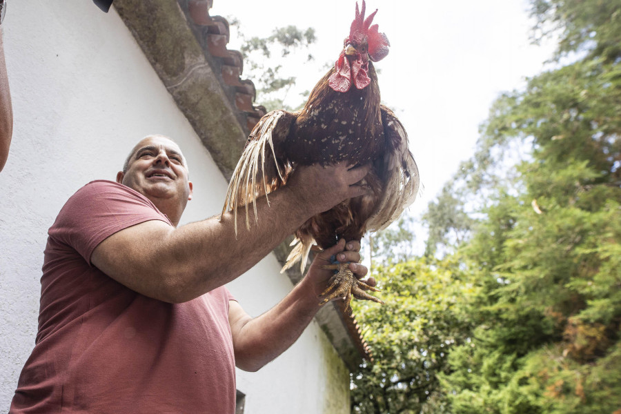 Gallos de hasta 120 euros en San Roque do Monte