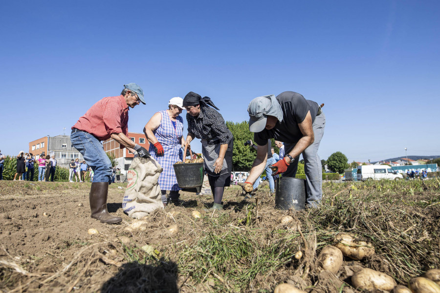 La Festa da Pataca vuelve a su origen y exhibe las labores del campo