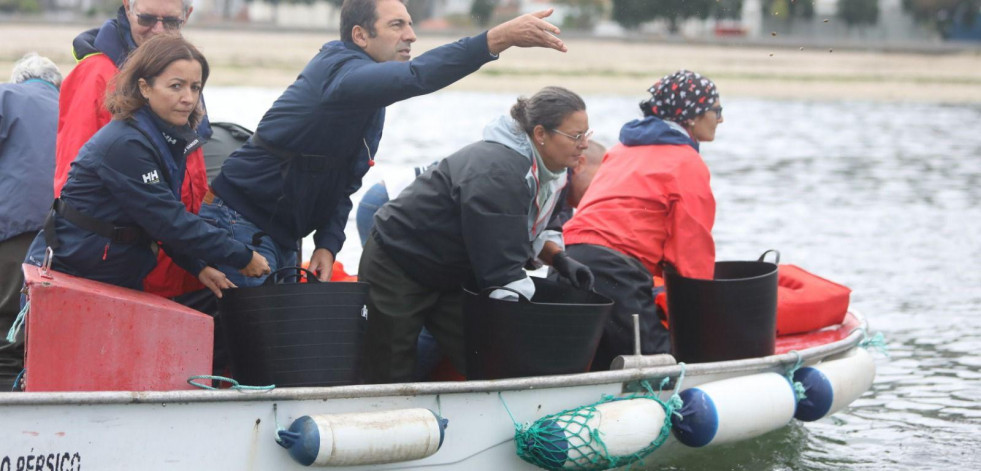 La Xunta regenerará la ría de Corcubión con 84.000 semillas de almeja japonesa