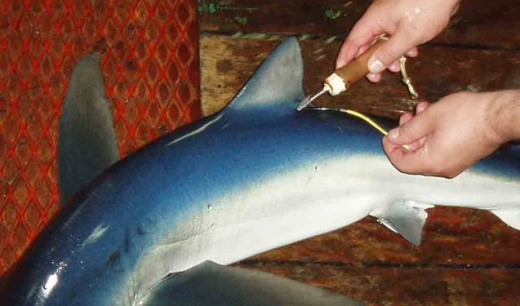 Premiado un pescador gallego tras recapturar un tiburón marcado hace seis años