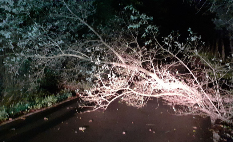 Retirado un árbol caído en la carretera de Xestal, en la parroquia larachesa de Montemaior