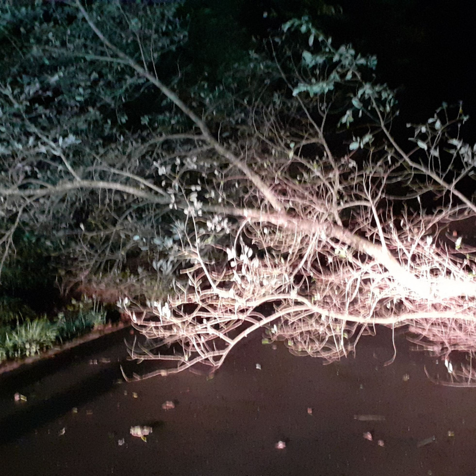 Retirado un árbol caído en la carretera de Xestal, en la parroquia larachesa de Montemaior