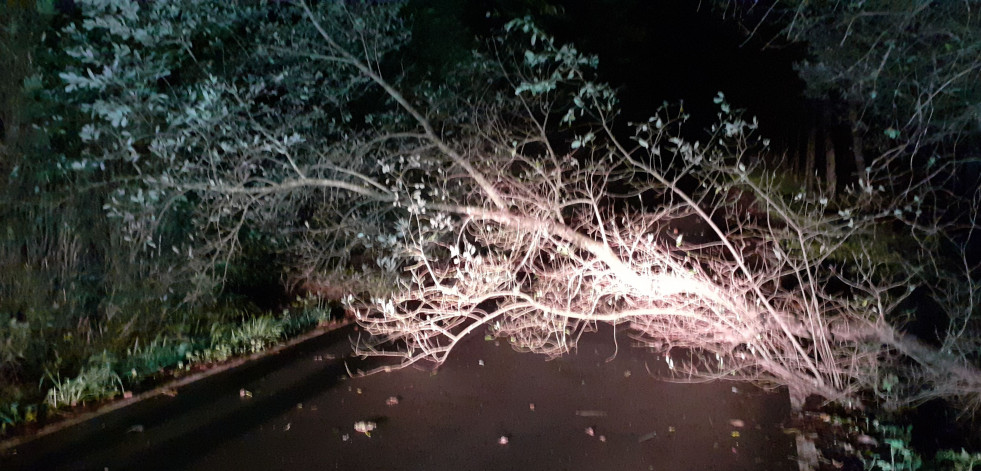 Retirado un árbol caído en la carretera de Xestal, en la parroquia larachesa de Montemaior