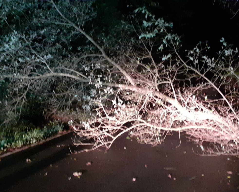 RETIRADA ARBORE EN LARACHA