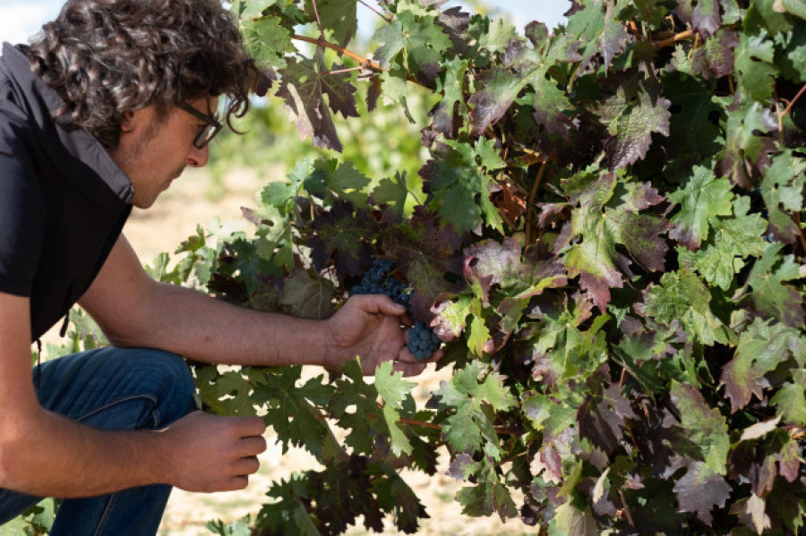 Pago Las Salinas 2000: el vino más exclusivo de Viñas del Cénit