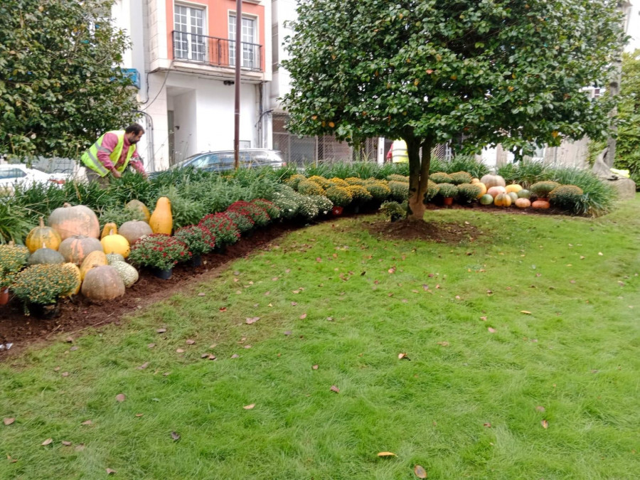 Carballo reparte entre los vecinos las plantas retiradas de los jardines municipales