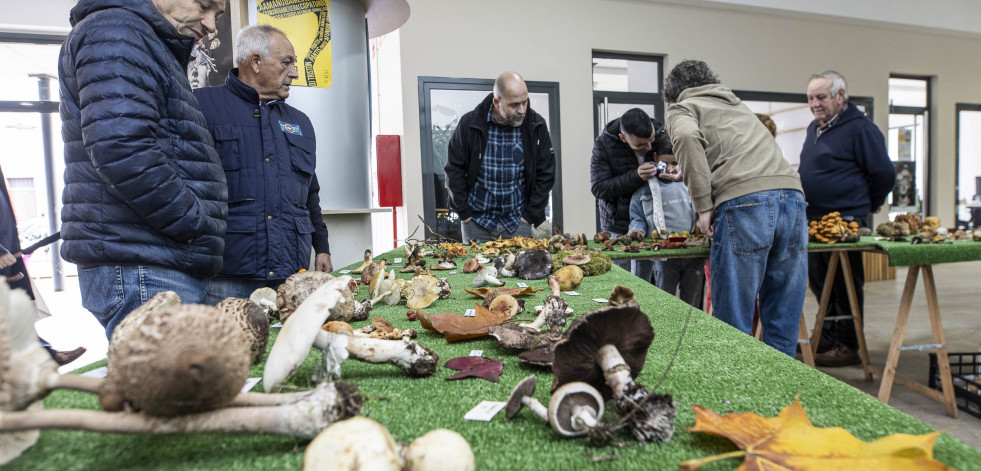 Exposición y degustación para cerrar las Xornadas Micolóxicas