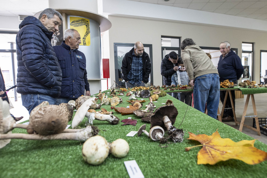 Exposición y degustación para cerrar las Xornadas Micolóxicas