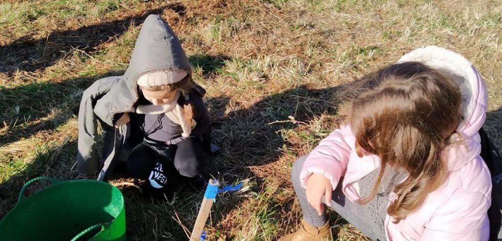 Escolares de Laxe plantarán 60 árboles autóctonos en A Ínsua